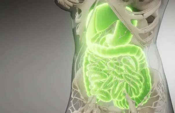 لماذا تزداد مشاكل الجهاز الهضمي في الصيف؟