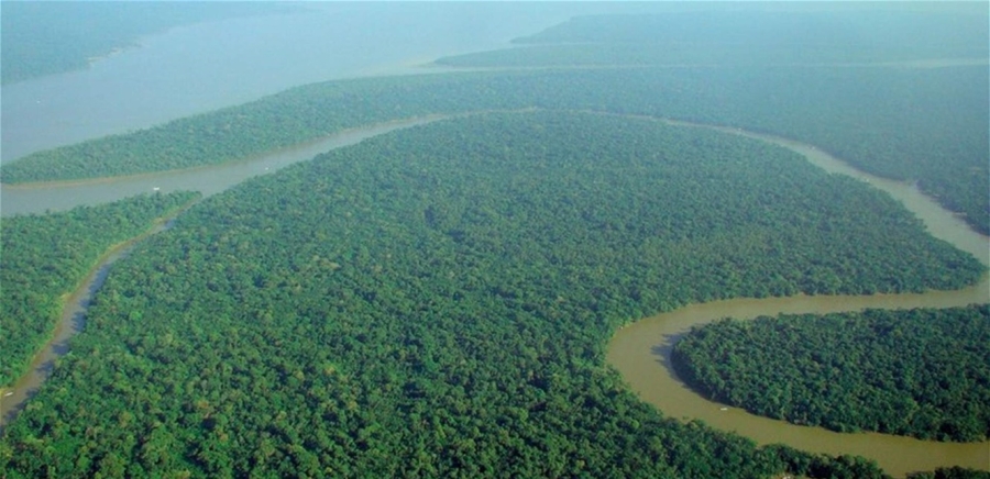 جلود تلتهم غابات الأمازون.. تفاصيل تكشف القصة