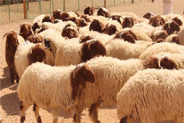 زراعة الوسطية تحذر من الإجهاد الحراري على الثروة الحيوانية