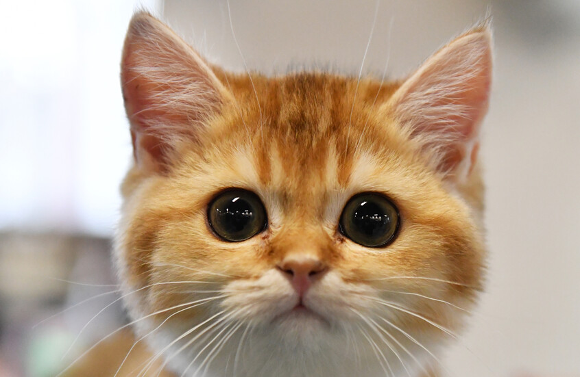 قط أشقر سبب فوز امرأة روسية بأكثر من 21 مليون روبل! .. ما قصته؟