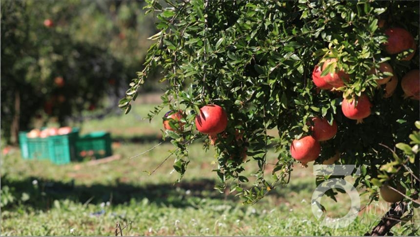 زراعة لواء بني كنانة تعلن عن حملة رش لبساتين الرمان