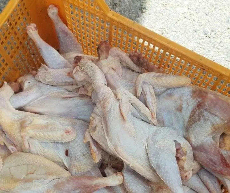ضبط كميات من الدجاج منتهي الصلاحية وغير صالح للاستهلاك البشري في الكرك