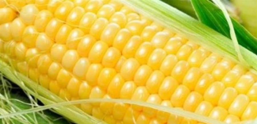 فوائد مذهلة لحبوب الذرة على صحتك