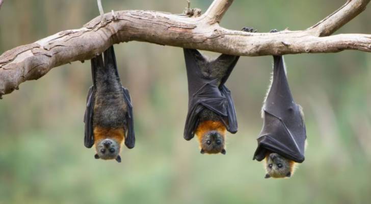 وفاة رجل أسترالي بعد إصابته بفيروس نادر وغير قابل للعلاج نقله له خفاش