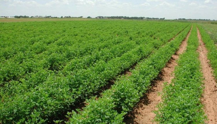 11  نسبة ارتفاع أسعار المنتجين الزراعيين خلال 5 أشهر