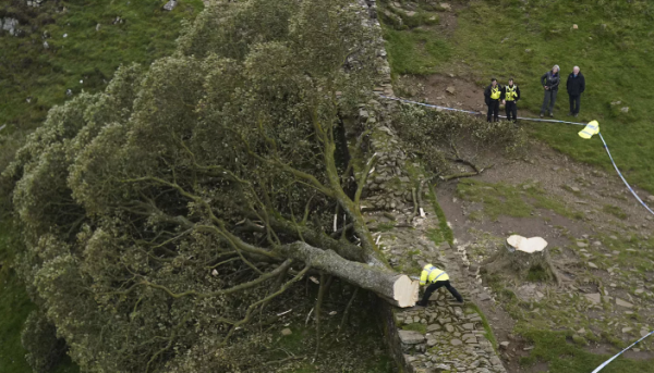 بريطانيا .. السجن أكثر من 4 أعوام لرجلين قطعا شجرة عمرها 200 سنة