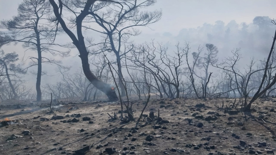 بالفيديو...حريق ضخم يلتهم 50 دونمًا في وديان الشام بمحافظة جرش والدفاع المدني يستنجد بطائرات سلاح الجو