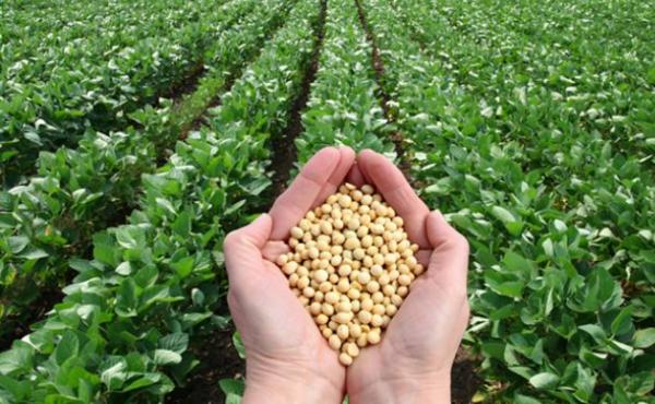 صدور تعديلات جديدة على نظام تسجيل الأصناف النباتية لعام 2025