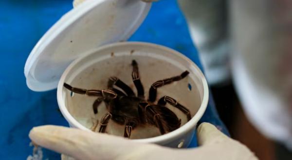 ضبط شحنة بسكويت تحوي 1500 عنكبوت سام في مطار ألماني