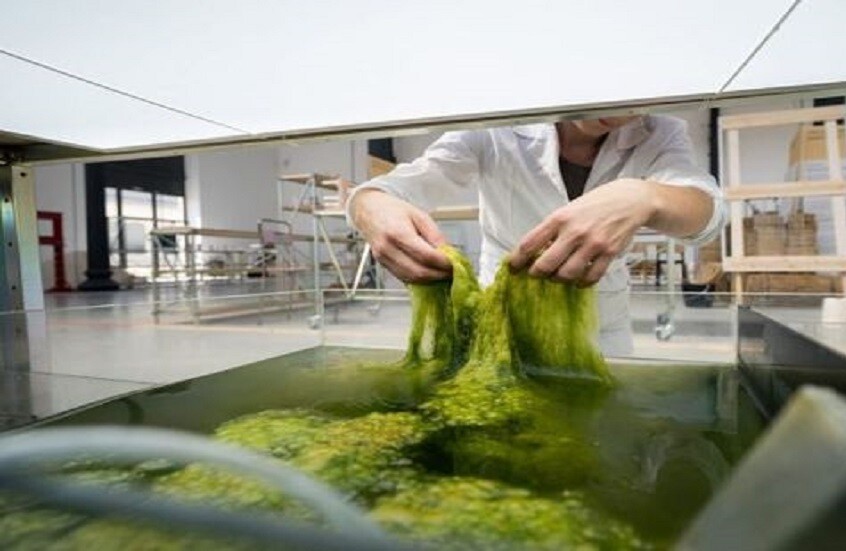 روسيا.. طريقة مبتكرة لتحويل الطحالب إلى بطاريات كهربائية