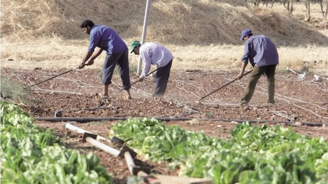 البنك الدولي يدرس تمويلًا إضافيًا بقيمة 179 مليون دولار لتعزيز استدامة الزراعة في الأردن