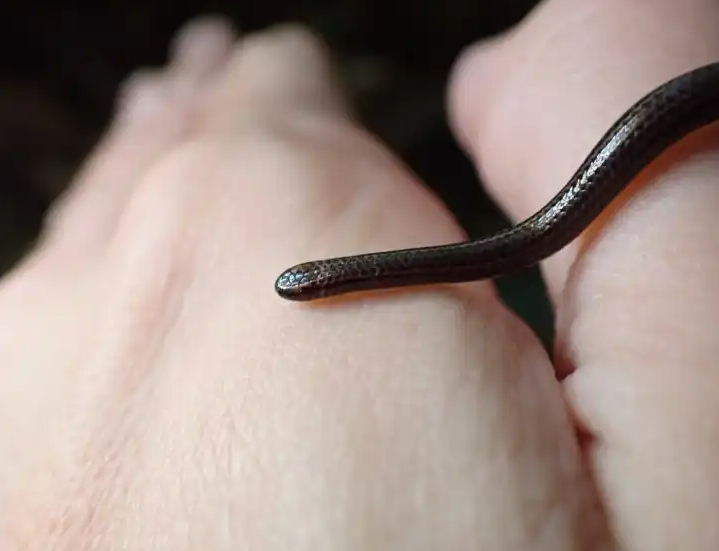 بعد غياب 20 عامًا .. العثور على أصغر أفعى في العالم