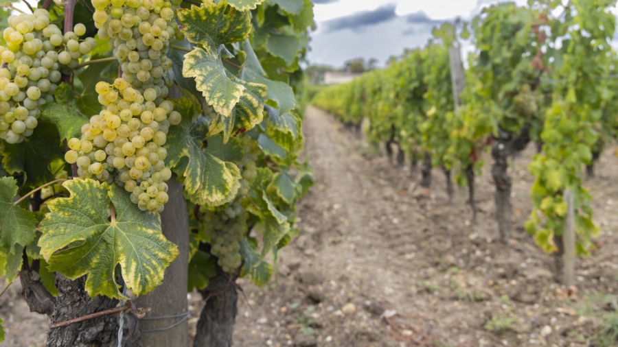 زراعة الأغوار الشمالية تنفذ جولات إرشادية في مزارع العنب والنخيل