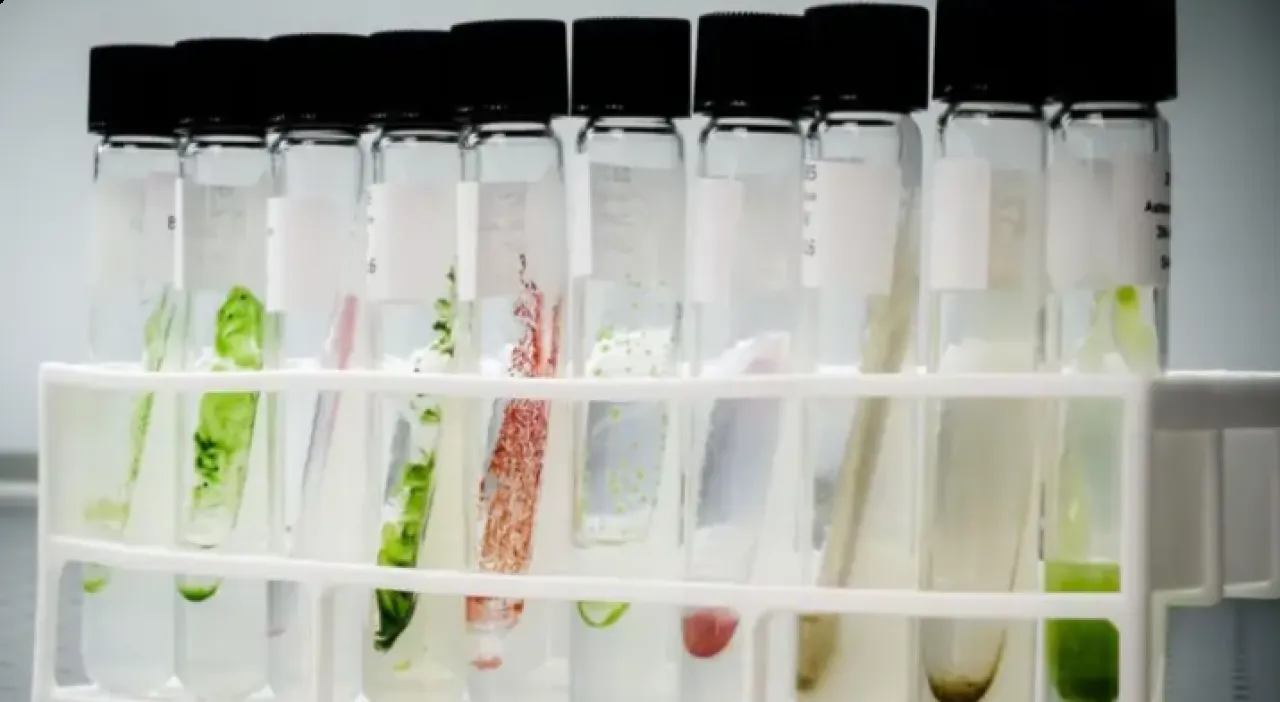 هل تكون الطحالب البديل الآمن للألوان الصناعية الغذائية؟