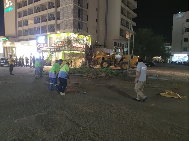 بالصور ... سقوط شجرة معمرة على الشارع العام في العقبة