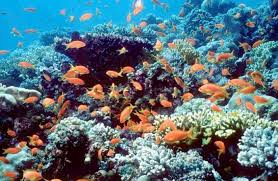 حملة حول آثار التغير المناخي على البيئة البحرية بمحمية العقبة