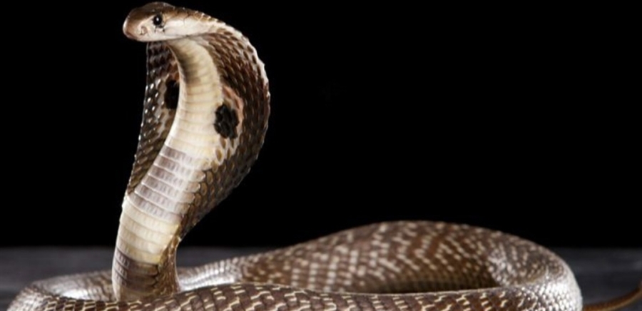 حادثة مدهشة ... طفل في عمر السنة يُمزّق حية كوبرا ويقضي عليها بأسنانه