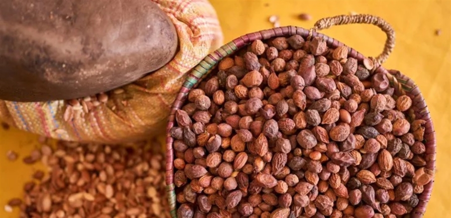 ذهب النساء السائل.. زيت الأركان بين الفقر والاحتكار