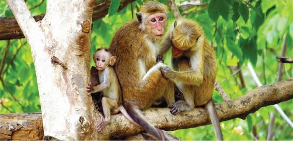 لسبب صادم .. حديقة حيوانات تقتل عدداً كبيراً من القرود