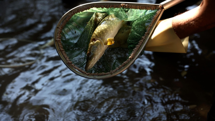 فرنسا: الجفاف يهدد بنفوق الأسماك