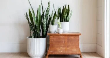 فوائد نبات الثعبان فى بيتك.. يجذب الوفرة والثروة ويعزز الطاقة الإيجابية