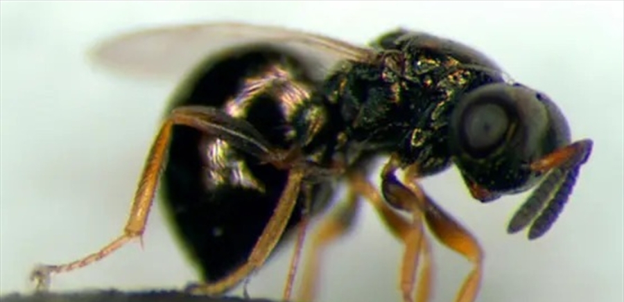 دبور يجمد الزمن .. ويفتح أبواب إبطاء الشيخوخة!