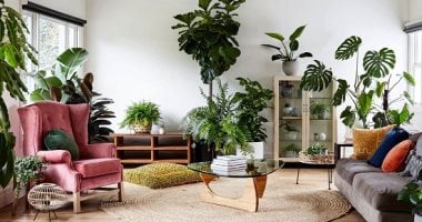 4 نباتات داخلية تساعد على التخلص من رائحة العفن خلال الرطوبة والموجة الحارة