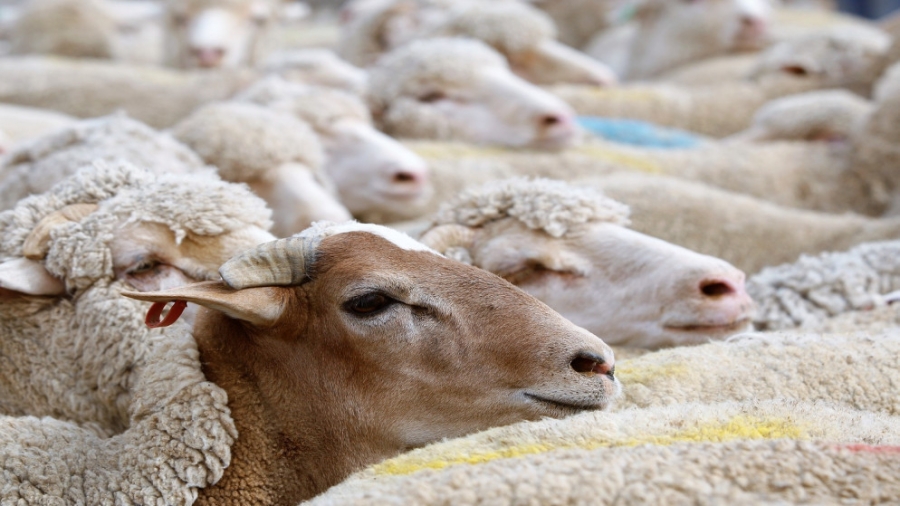 حملة لترقيم المواشي إلكترونيا في جرش وعجلون