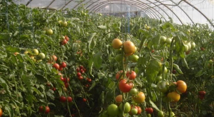 إرشادات للمزارعين لمواجهة موجة الحر في الأردن