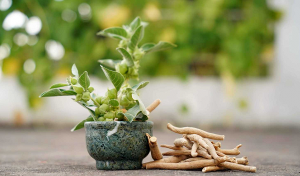 الأشواغاندا .. علاج طبيعي لمكافحة الشيخوخة وشدّ البشرة