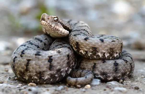 اكتشاف أفاع شديدة السمية في هذه البلدان وهذه أعراض لدغتها