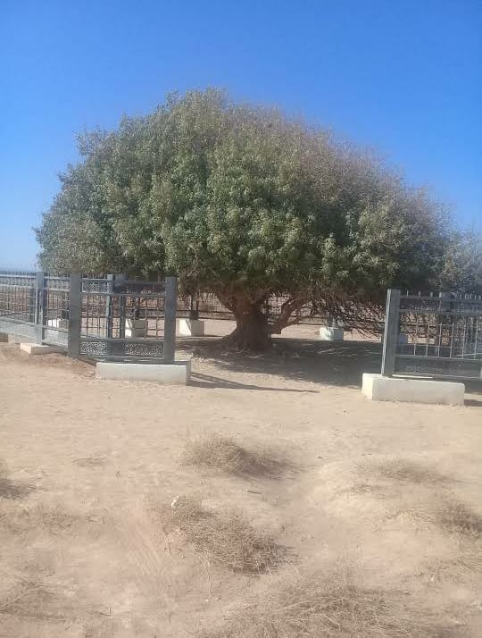 شجرة البقيعاوية نقطة جذب نشطة للسياح ومرتادي البادية الشمالية الشرقية