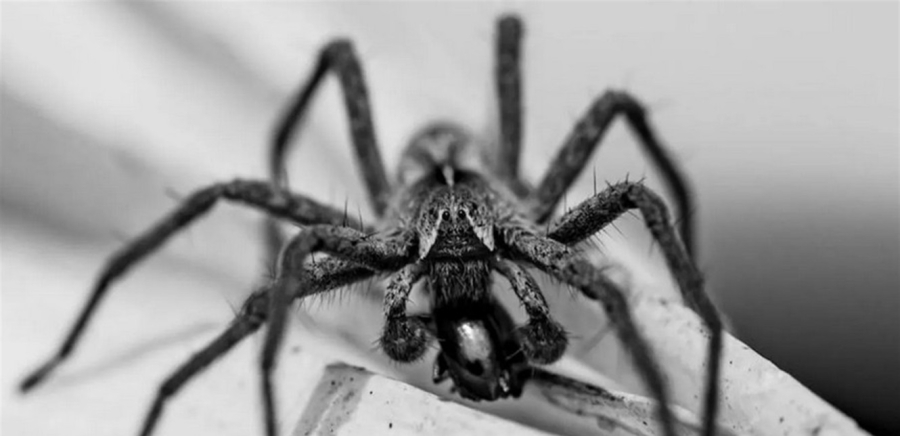 نهاية مأساوية لإبن الـ 34 عاماً.. هذا ما حصل له بعدما اشترى عنكبوتا عبر الإنترنت