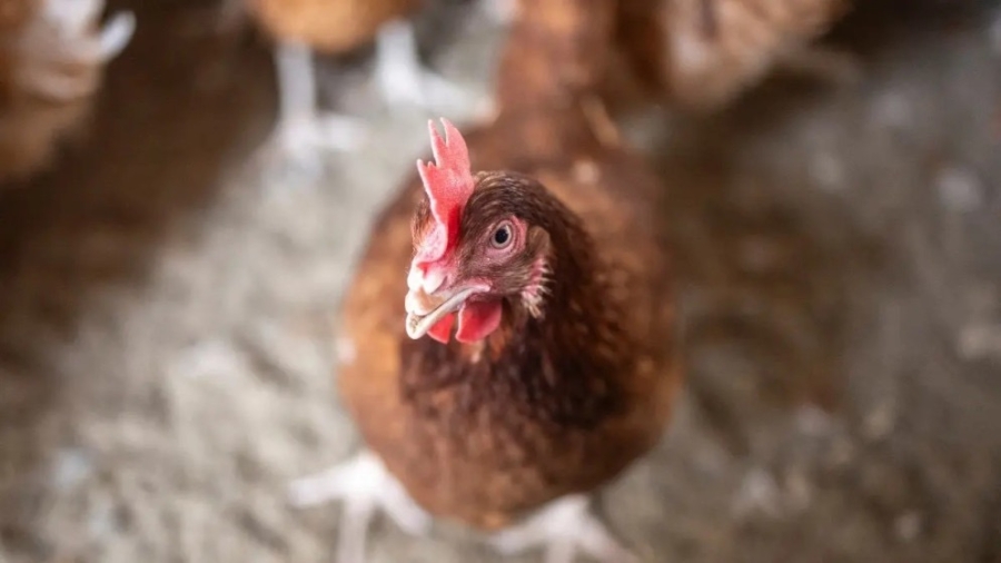 بريطانيا تؤكد تفشي السلالة (إتش5 إن1) من إنفلونزا الطيور بجنوب غرب إنجلترا