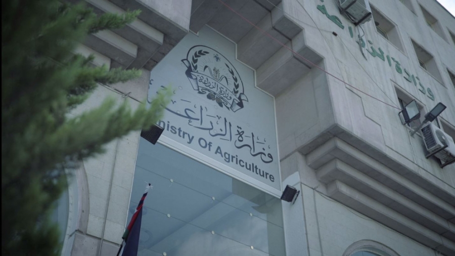 الزراعة تطلق حملة ترقيم إلكتروني للأغنام والماعز لضمان وصول الدعم للمربين الفعليين