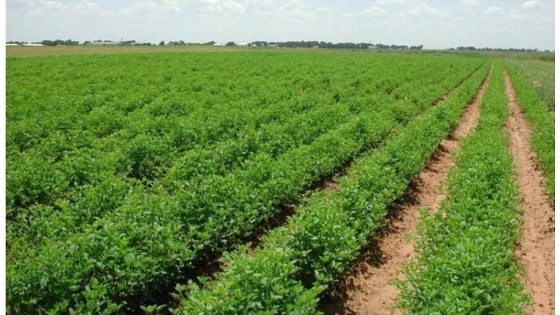 ارتفاع أسعار المنتجين الزراعيين خلال 7 أشهر