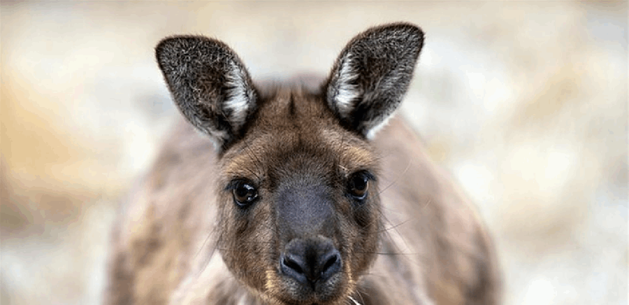 قُتلتا بسبب الكنغر .. إليكم التفاصيل