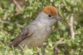 صيد جائر يهدد طائر التين: يباع بـ70 قرشًا فقط وسط تحذيرات بيئية من انقراضه