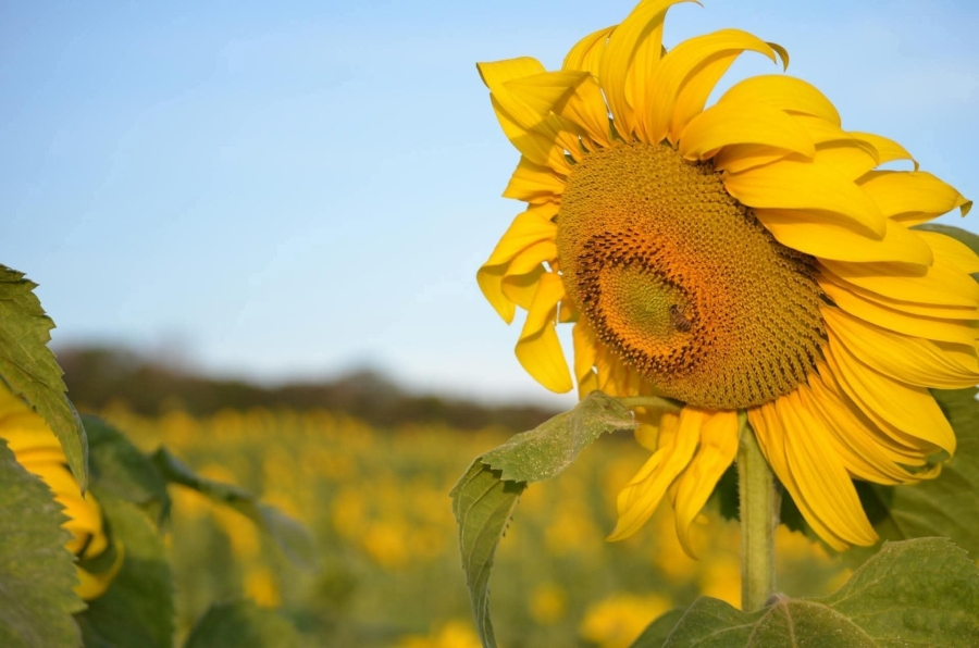 طقس معتدل الحرارة في أغلب مناطق المملكة .. و تحذيرات من تشكل الضباب في ساعات الصباح الباكر