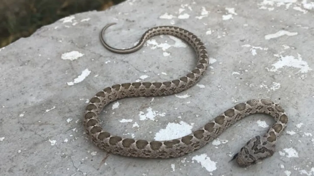 نقل مواطن المستشفى بسبب لدغة أفعى فلسطين