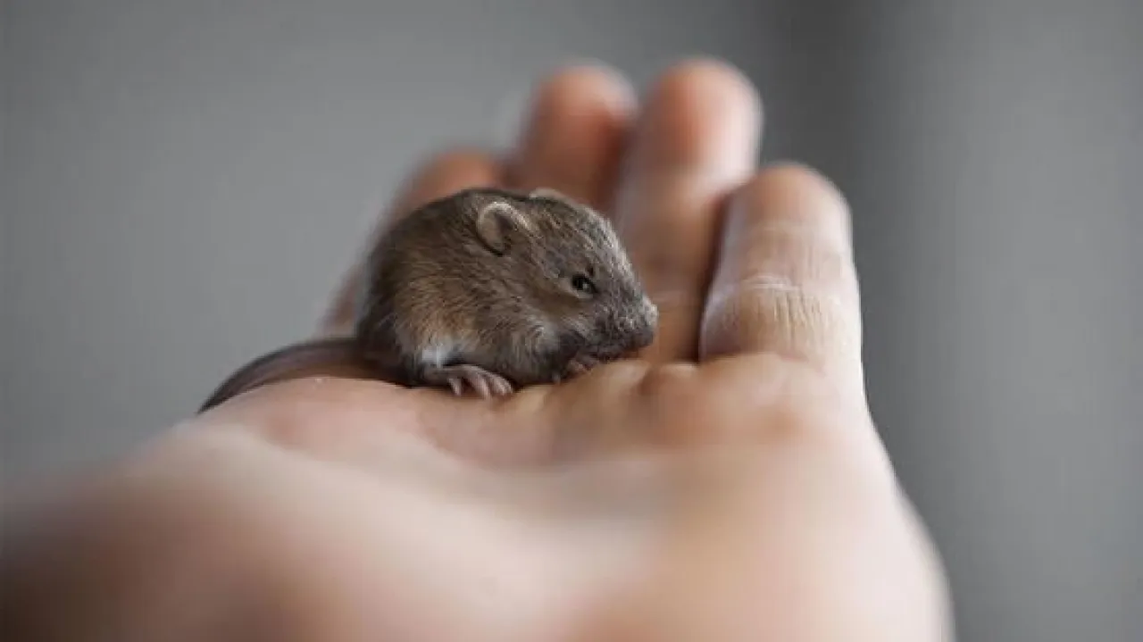 علماء في اليابان تمكنوا من شطب ذكريات الفئران