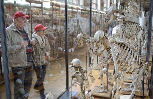 سرقة عينات ذهب بقيمة 700 ألف دولار من متحف في باريس