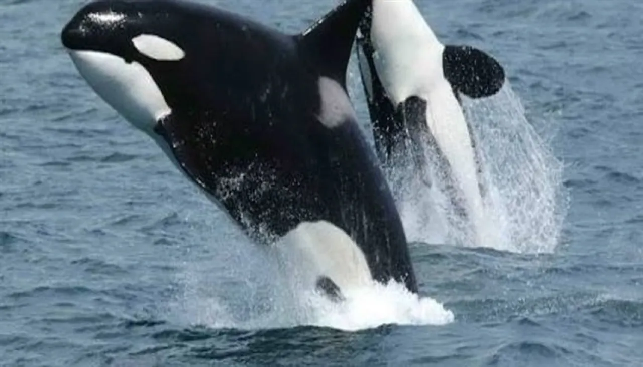 العلماء يكشفون سر هجمات الحيتان القاتلة على القوارب