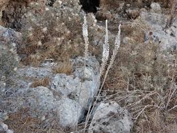 ظهور بصلة الفار يُبشر الفلاحين بموسم مطري وفير