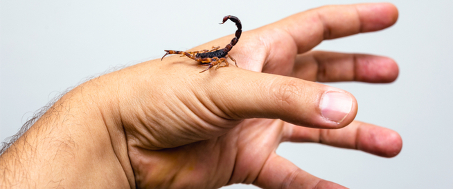 عمّان ..  لدغة عقرب خطير تُدخل طفلة العناية الحثيثة