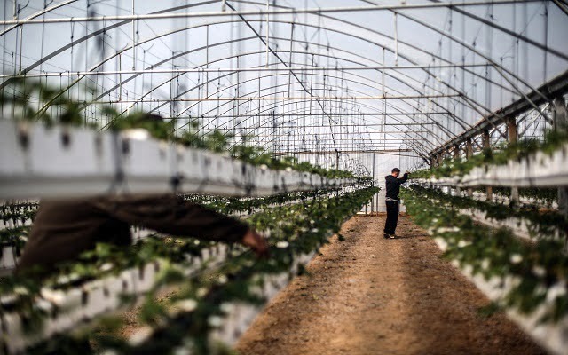 ارتفاع أسعار المنتجين الزراعيين خلال الـ8 شهور الأولى للعام الحالي