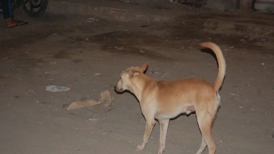 الإدارة المحلية: إطلاق النار على الكلاب الضالة وتسميمها ممنوعان قانونياً