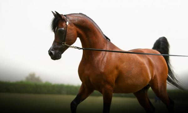 الأردن يسمح بانشاء مراكز تلقيح اصطناعي في الخيول ويحظر الاستنساخ