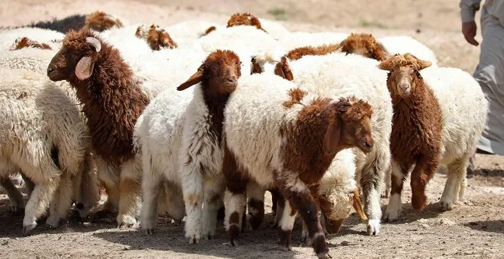 تراجع أسعار اللحوم البلدية والمستوردة مع دخول الخروف السوري للسوق الأردني