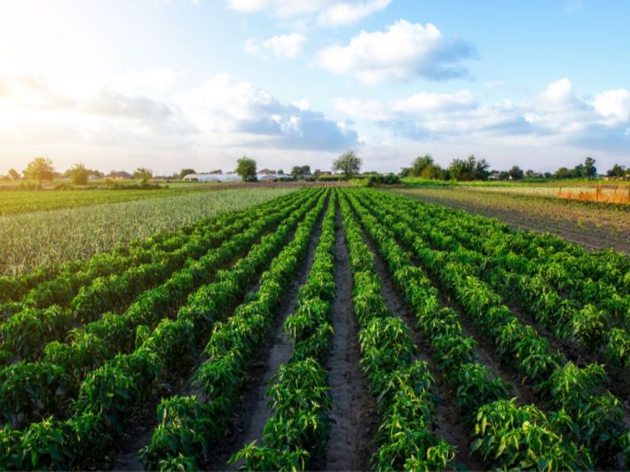 إربد: اختتام أعمال مدرسة حقلية حول الزراعة المستدامة